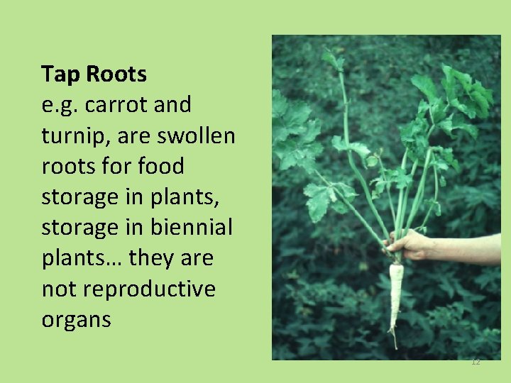 Tap Roots e. g. carrot and turnip, are swollen roots for food storage in