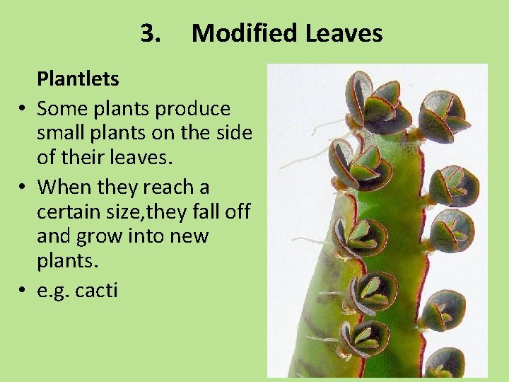 3. Modified Leaves Plantlets • Some plants produce small plants on the side of