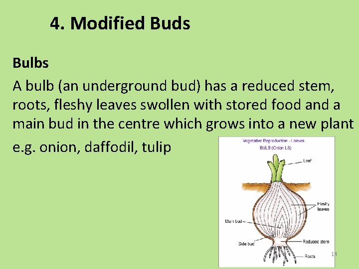 4. Modified Buds Bulbs A bulb (an underground bud) has a reduced stem, roots,