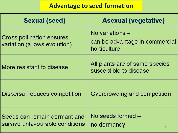 Advantage to seed formation Sexual (seed) Asexual (vegetative) Cross pollination ensures variation (allows evolution)