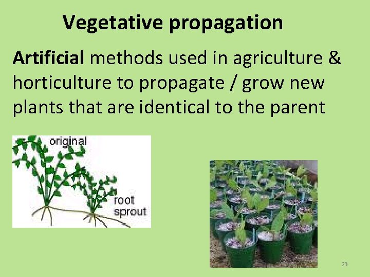 Vegetative propagation Artificial methods used in agriculture & horticulture to propagate / grow new
