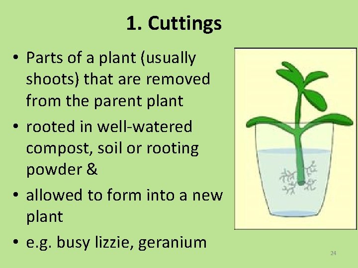 1. Cuttings • Parts of a plant (usually shoots) that are removed from the