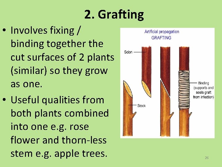 2. Grafting • Involves fixing / binding together the cut surfaces of 2 plants