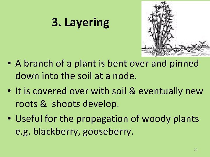 3. Layering • A branch of a plant is bent over and pinned down