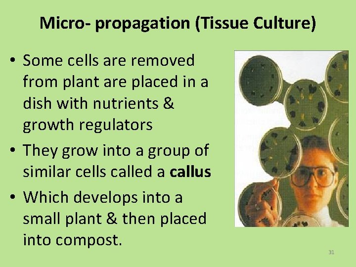 Micro- propagation (Tissue Culture) • Some cells are removed from plant are placed in