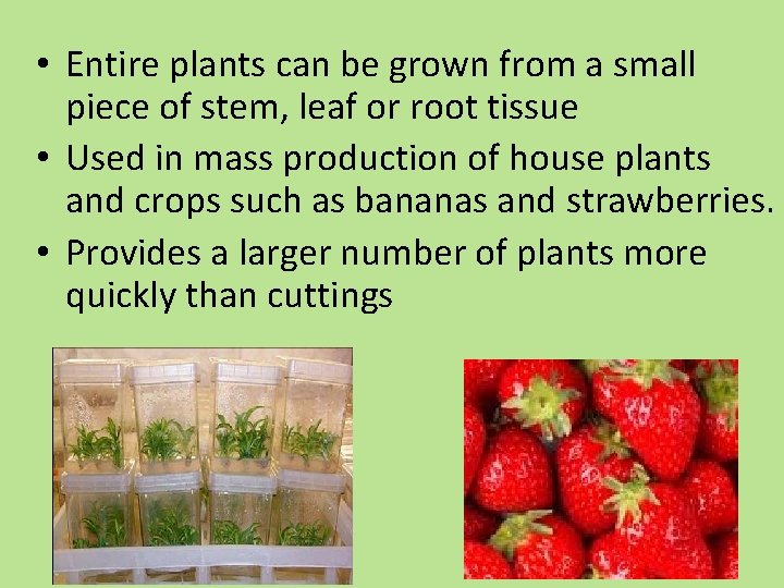  • Entire plants can be grown from a small piece of stem, leaf
