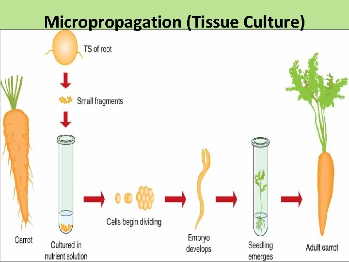 Micropropagation (Tissue Culture) 33 