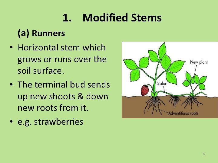 1. Modified Stems (a) Runners • Horizontal stem which grows or runs over the