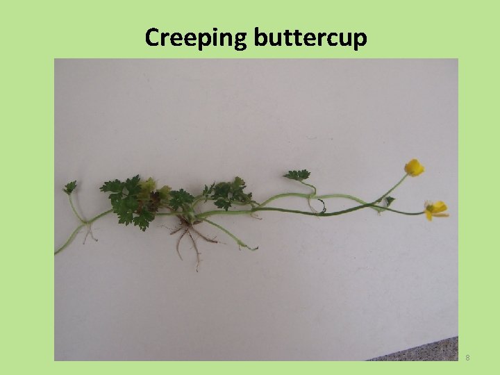 Creeping buttercup 8 