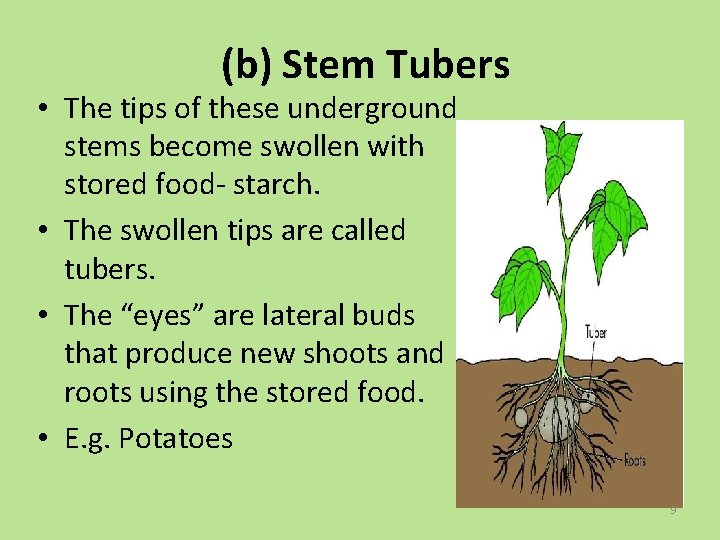 (b) Stem Tubers • The tips of these underground stems become swollen with stored