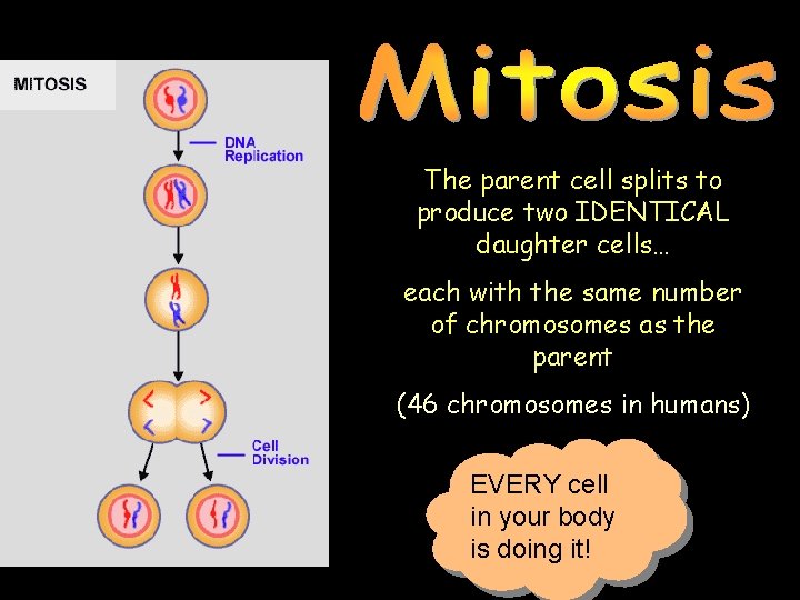 The parent cell splits to produce two IDENTICAL daughter cells… each with the same