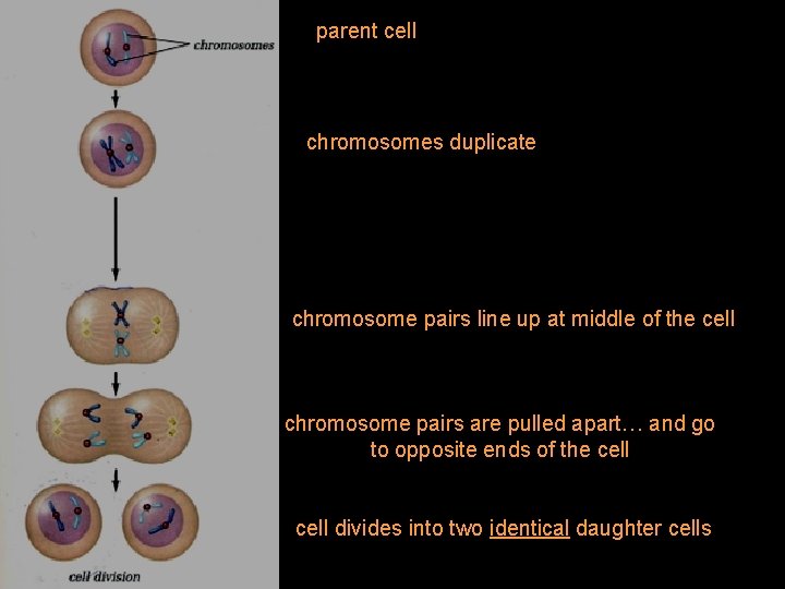 parent cell chromosomes duplicate chromosome pairs line up at middle of the cell chromosome