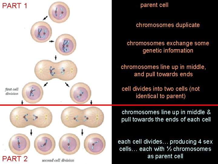 PART 1 parent cell chromosomes duplicate chromosomes exchange some genetic information chromosomes line up