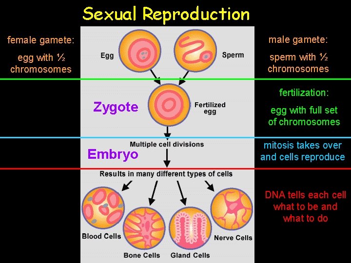 Sexual Reproduction female gamete: egg with ½ chromosomes sperm with ½ chromosomes fertilization: Zygote