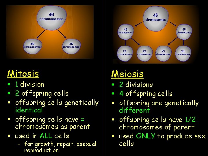 Mitosis § 1 division § 2 offspring cells § offspring cells genetically identical §