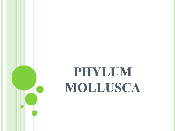 PHYLUM MOLLUSCA 