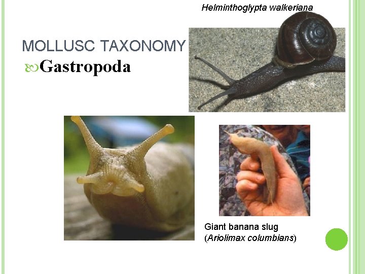 Helminthoglypta walkeriana MOLLUSC TAXONOMY Gastropoda Giant banana slug (Ariolimax columbians) 