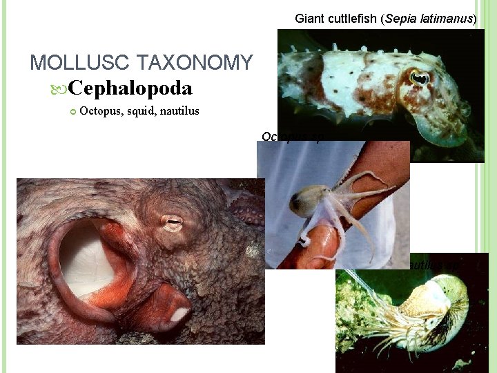 Giant cuttlefish (Sepia latimanus) MOLLUSC TAXONOMY Cephalopoda Octopus, squid, nautilus Octopus sp Nautilus sp