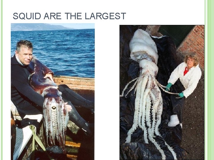 SQUID ARE THE LARGEST CEPHALOPODS 