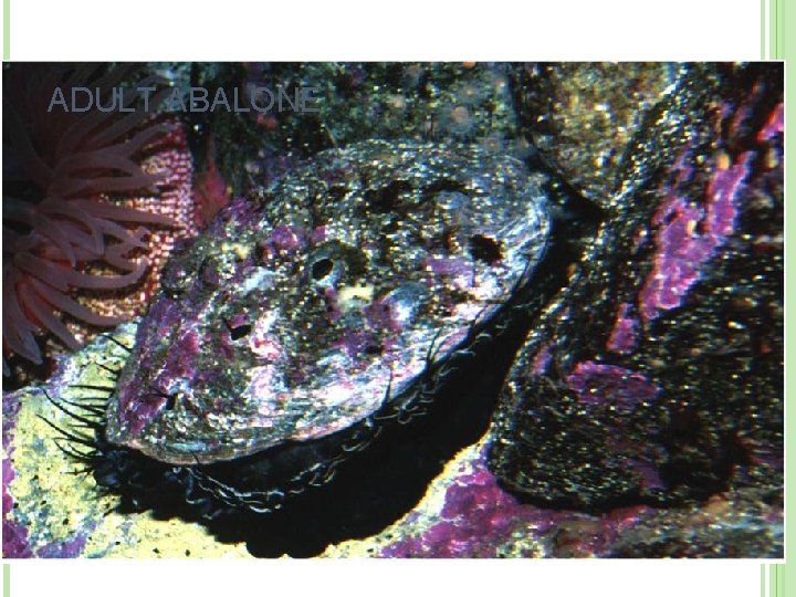 ADULT ABALONE 