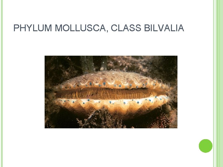 PHYLUM MOLLUSCA, CLASS BILVALIA 