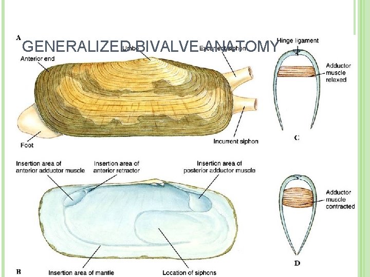 GENERALIZED BIVALVE ANATOMY 