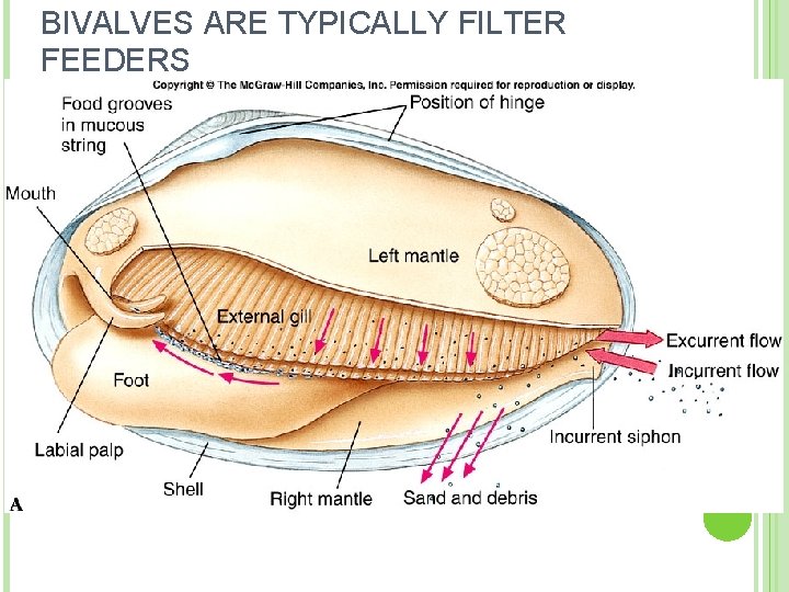 BIVALVES ARE TYPICALLY FILTER FEEDERS 