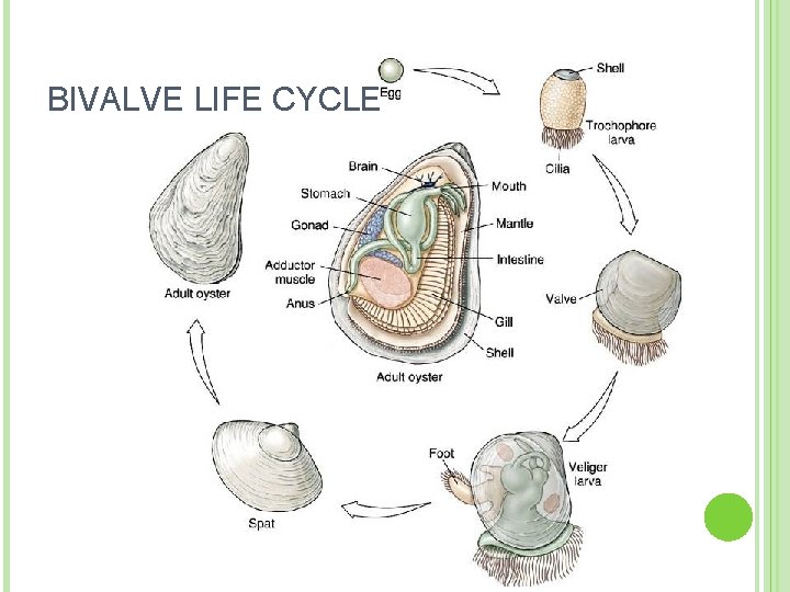 BIVALVE LIFE CYCLE 
