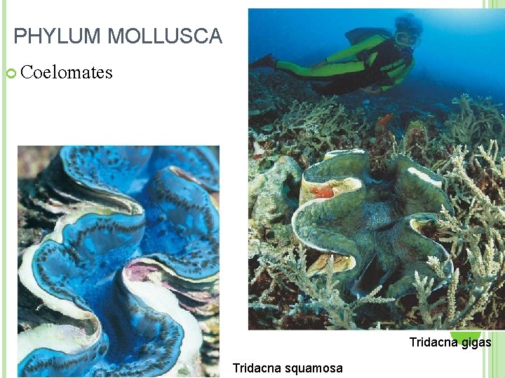 PHYLUM MOLLUSCA Coelomates Tridacna gigas Tridacna squamosa 