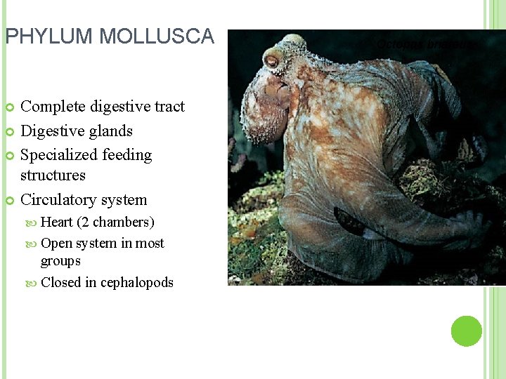 PHYLUM MOLLUSCA Complete digestive tract Digestive glands Specialized feeding structures Circulatory system Heart (2