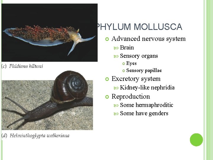 PHYLUM MOLLUSCA Advanced nervous system Brain Sensory organs Eyes Sensory papillae Excretory system Kidney-like