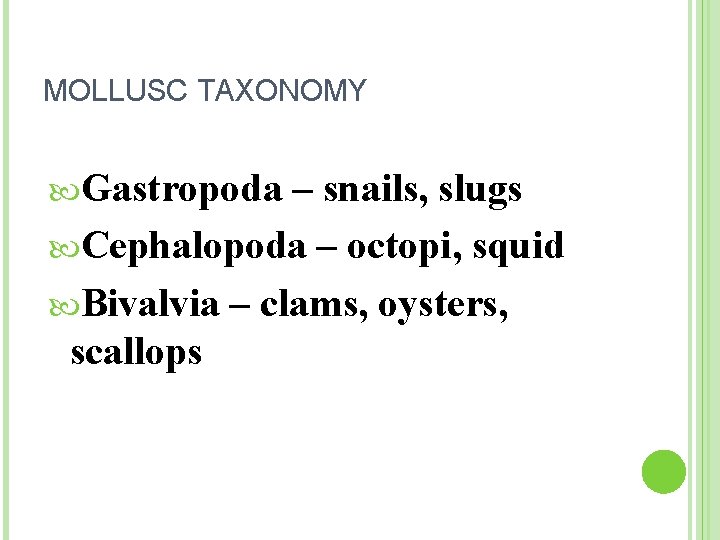 MOLLUSC TAXONOMY Gastropoda – snails, slugs Cephalopoda – octopi, squid Bivalvia – clams, oysters,