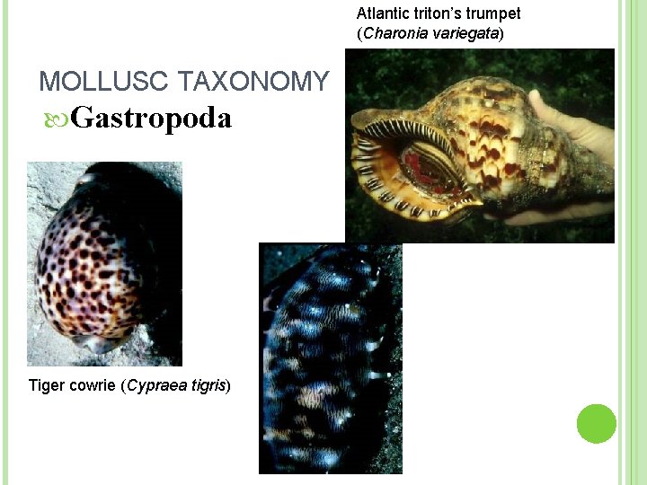 Atlantic triton’s trumpet (Charonia variegata) MOLLUSC TAXONOMY Gastropoda Tiger cowrie (Cypraea tigris) 