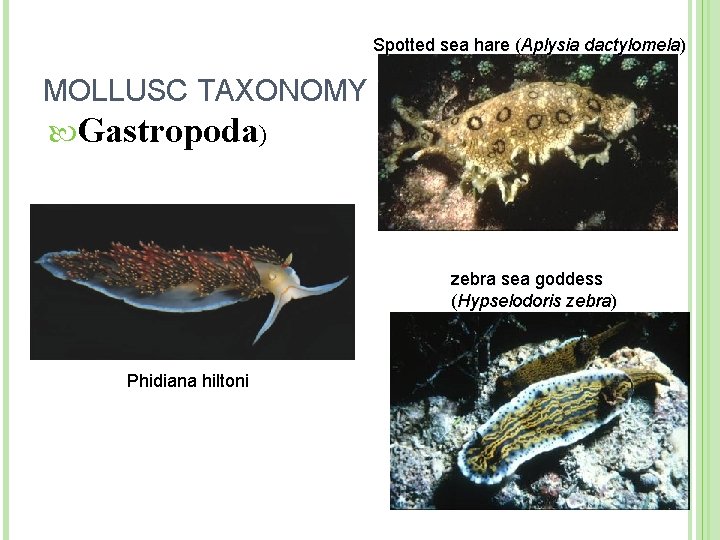 Spotted sea hare (Aplysia dactylomela) MOLLUSC TAXONOMY Gastropoda) zebra sea goddess (Hypselodoris zebra) Phidiana