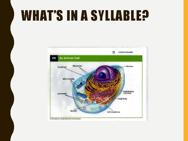 WHAT’S IN A SYLLABLE? 