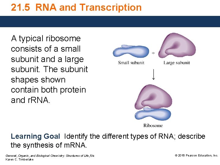 21. 5 RNA and Transcription A typical ribosome consists of a small subunit and