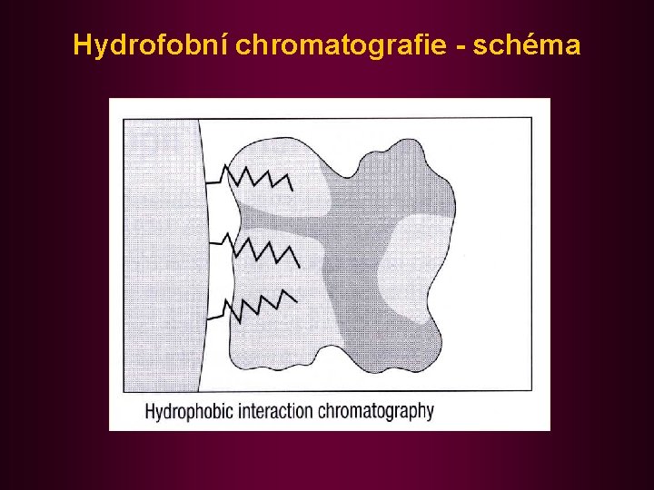 Hydrofobní chromatografie - schéma 