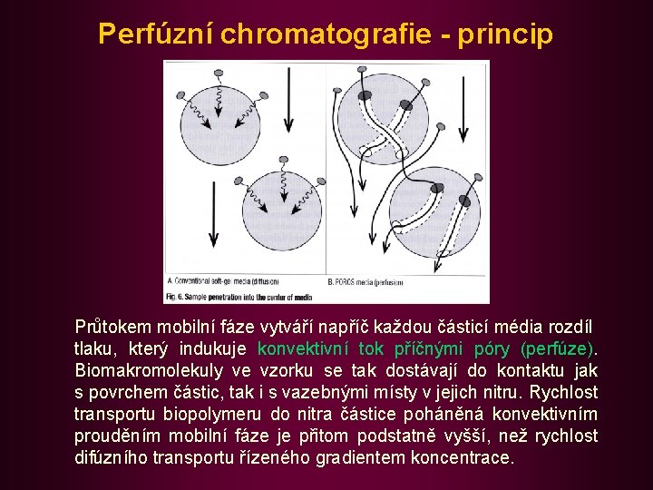 Perfúzní chromatografie - princip Průtokem mobilní fáze vytváří napříč každou částicí média rozdíl tlaku,