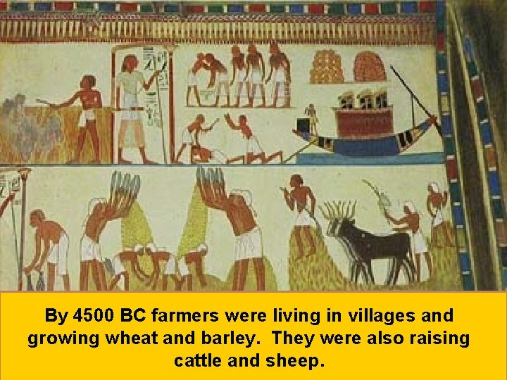 By 4500 BC farmers were living in villages and growing wheat and barley. They