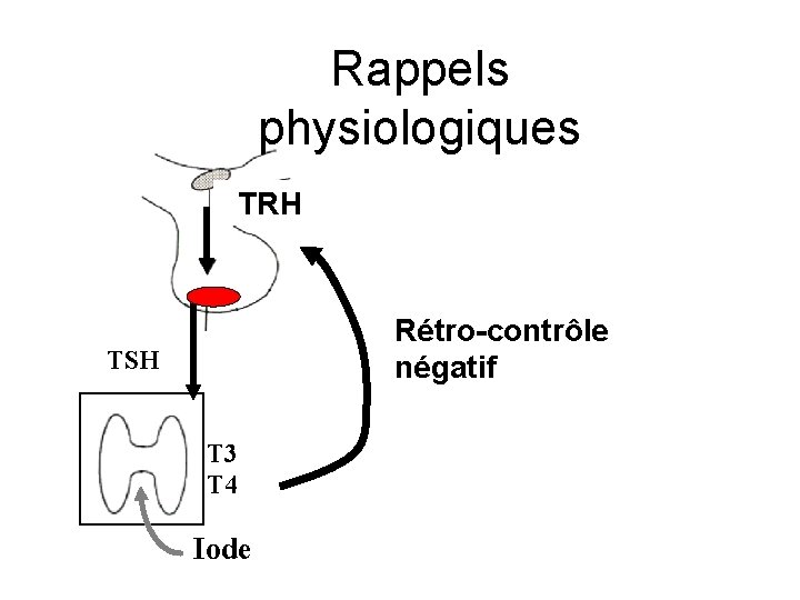 Rappels physiologiques TRH Rétro-contrôle négatif TSH T 3 T 4 Iode 