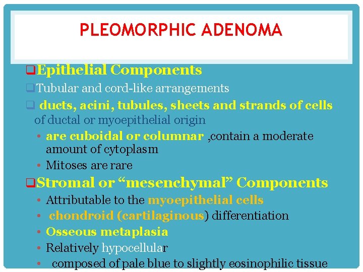 PLEOMORPHIC ADENOMA q. Epithelial Components q. Tubular and cord-like arrangements q ducts, acini, tubules,