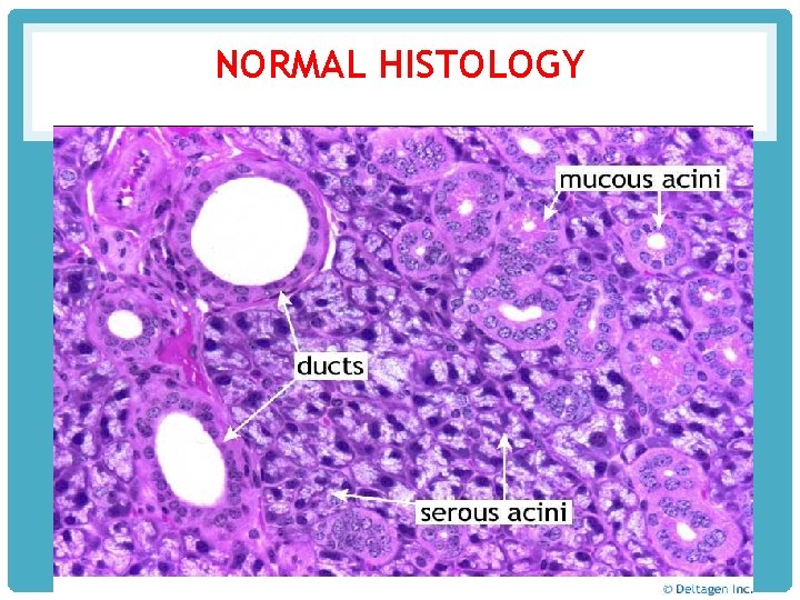 NORMAL HISTOLOGY 