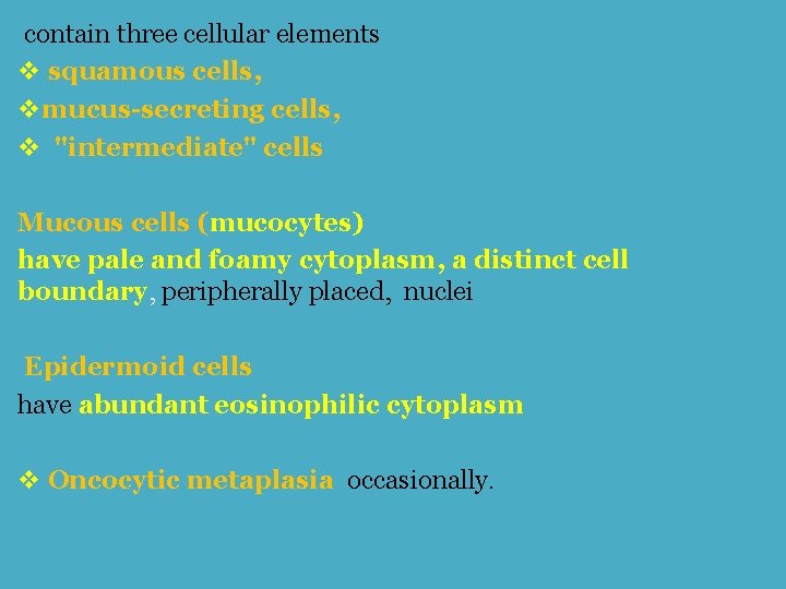 contain three cellular elements v squamous cells, vmucus-secreting cells, v "intermediate" cells Mucous cells