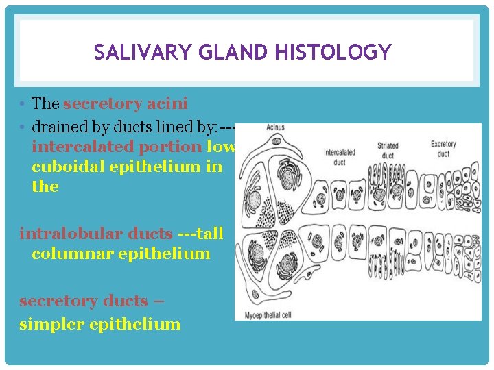 SALIVARY GLAND HISTOLOGY • The secretory acini • drained by ducts lined by: --intercalated
