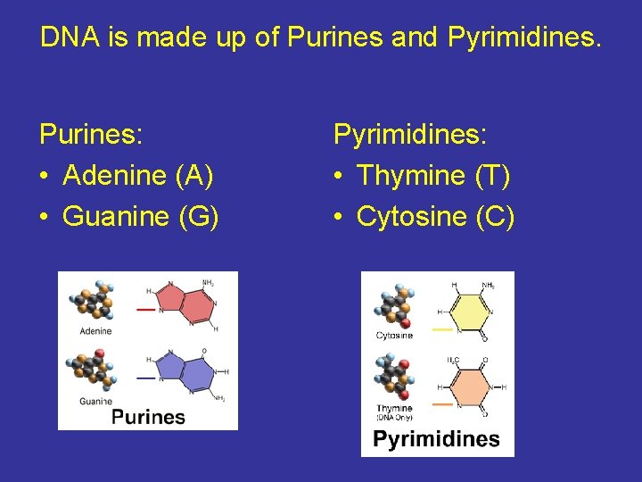 DNA is made up of Purines and Pyrimidines. Purines: • Adenine (A) • Guanine