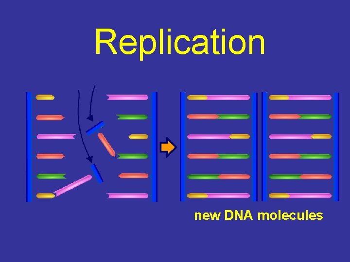 Replication new DNA molecules 