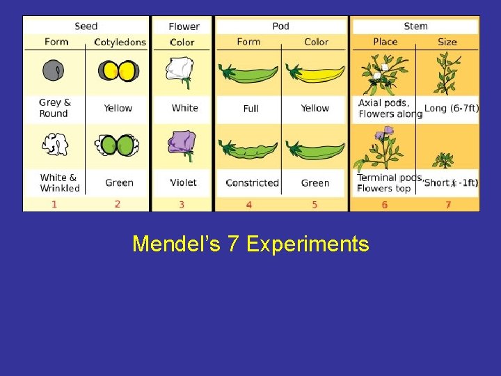 Mendel’s 7 Experiments 