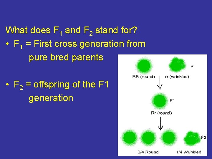 What does F 1 and F 2 stand for? • F 1 = First