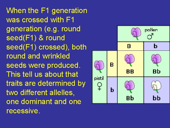 When the F 1 generation was crossed with F 1 generation (e. g. round
