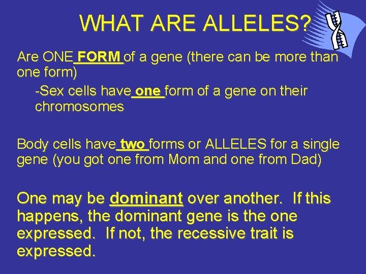 WHAT ARE ALLELES? Are ONE FORM of a gene (there can be more than
